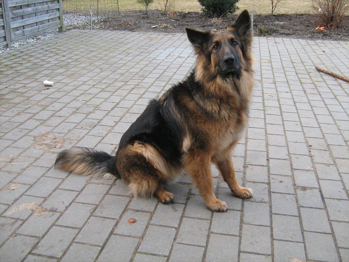 Schæferhund Rico RIP 12år gammel - 2år
Opmærksom..... billede 19