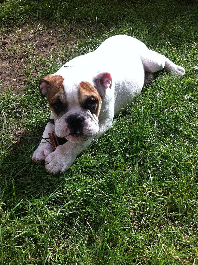 Olde english bulldogge dennis billede 4