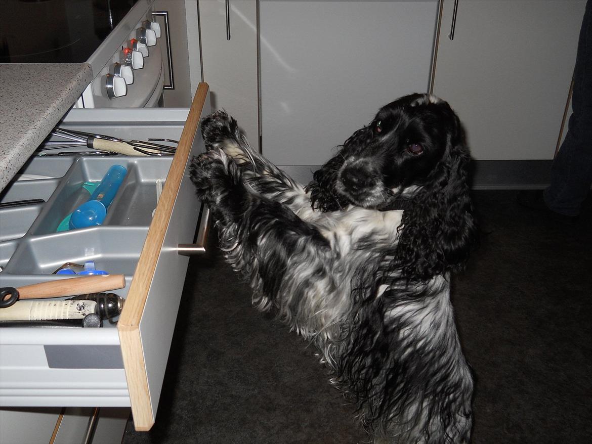 Cocker spaniel Castello - Castello lukker skuffen (: billede 20