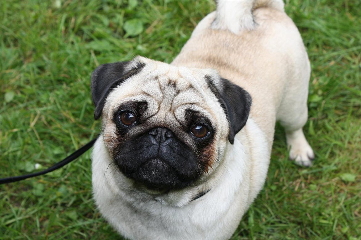 Mops Must Have Angelina Jolie - Mopstræf 2011 billede 15