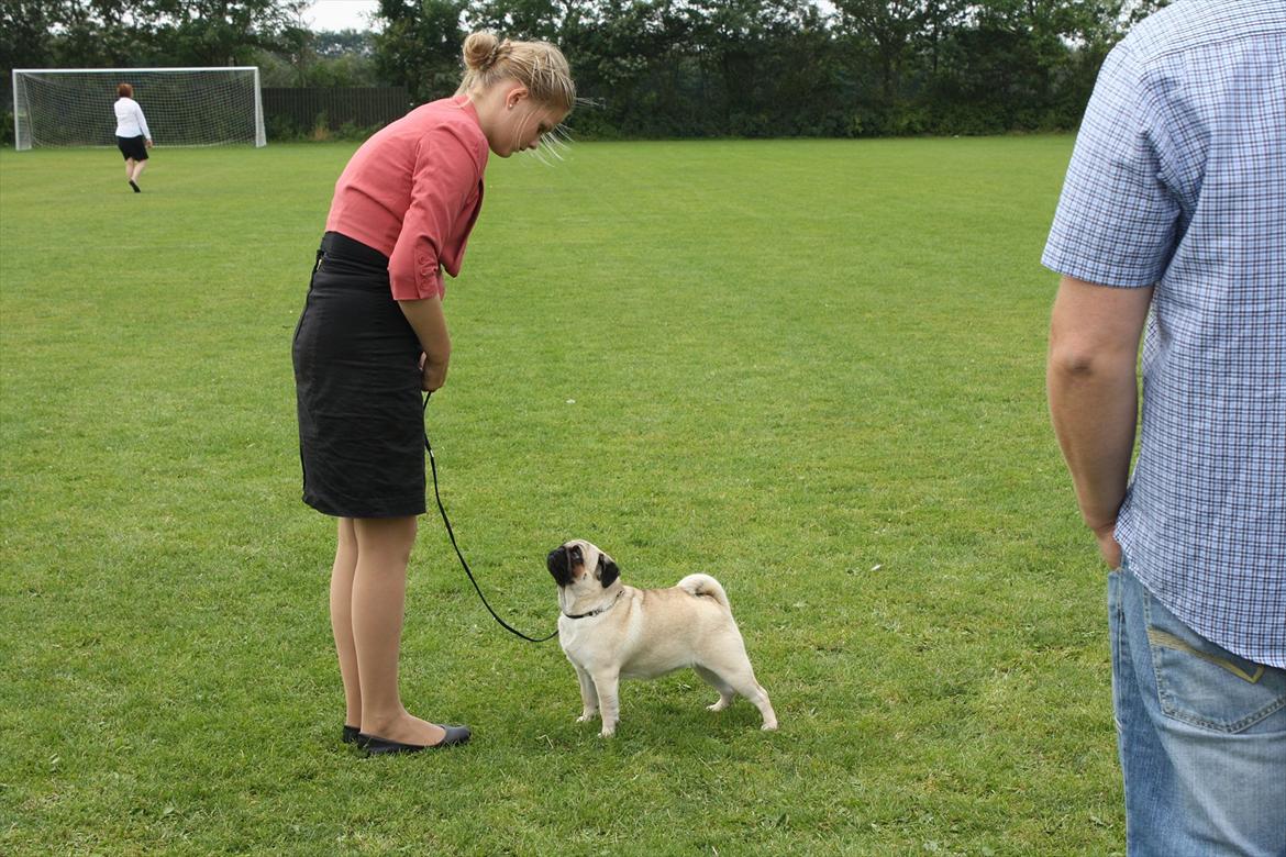 Mops Must Have Angelina Jolie - Varde 2011 ( med Tulle ) billede 16