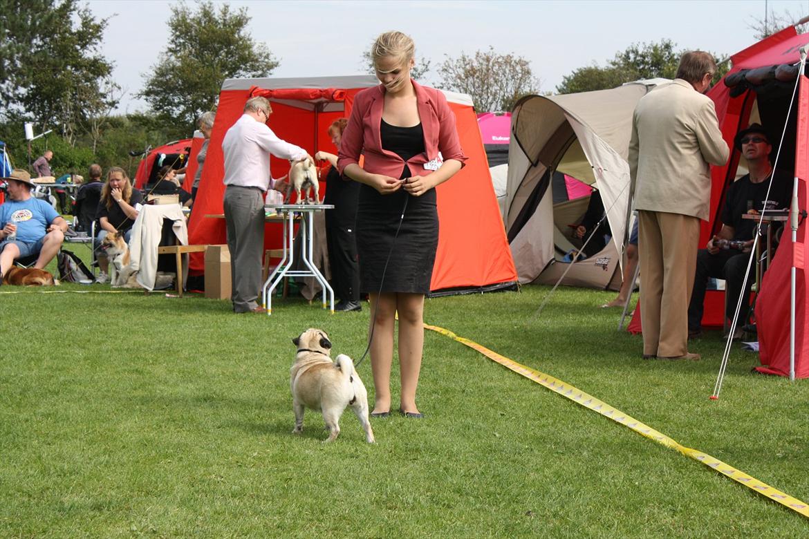 Mops Must Have Angelina Jolie - Tulle og Mig i Varde :) billede 17