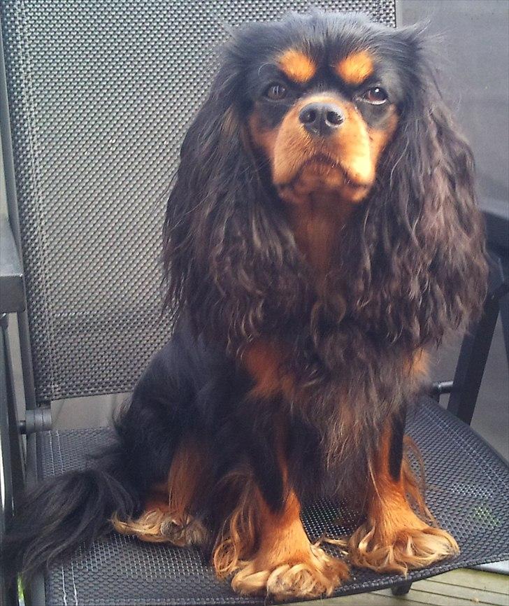 Cavalier king charles spaniel (Souvinier's) Charlie - Charlie d. 9/9 2011.  billede 14