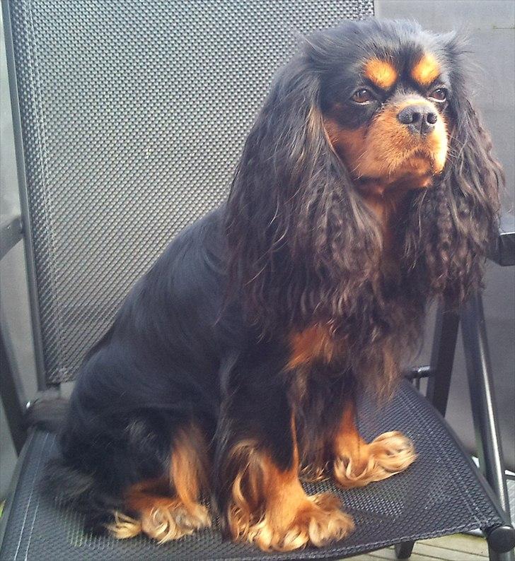 Cavalier king charles spaniel (Souvinier's) Charlie billede 11