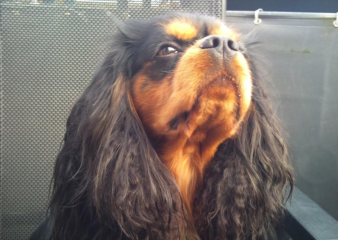 Cavalier king charles spaniel (Souvinier's) Charlie billede 12