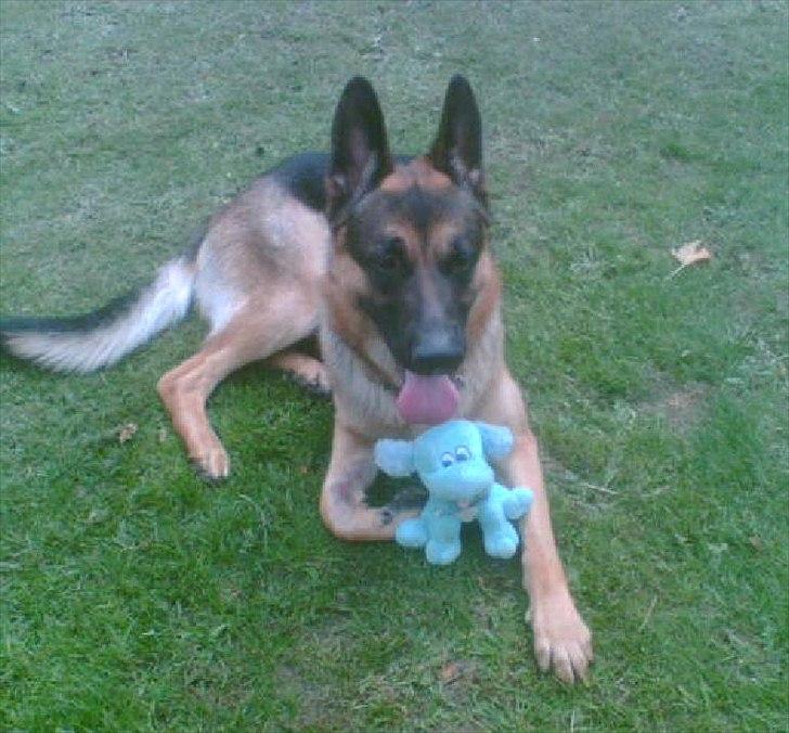 Schæferhund Cako <3 - Himmelhund - Dette billede fik jeg tilsendt, da Cako ankom til Kbh. Den blå bamse, var en jeg havde givet ham! han ødelagde normalt alle, men ikke den <3 den blev han også begravet med :) billede 1