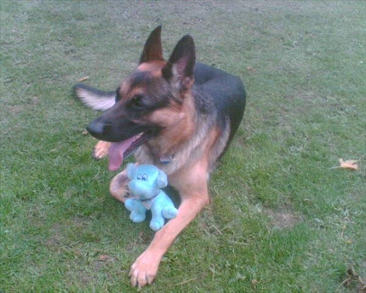 Schæferhund Cako <3 - Himmelhund - Endnu et ankomstbillede <3 billede 2