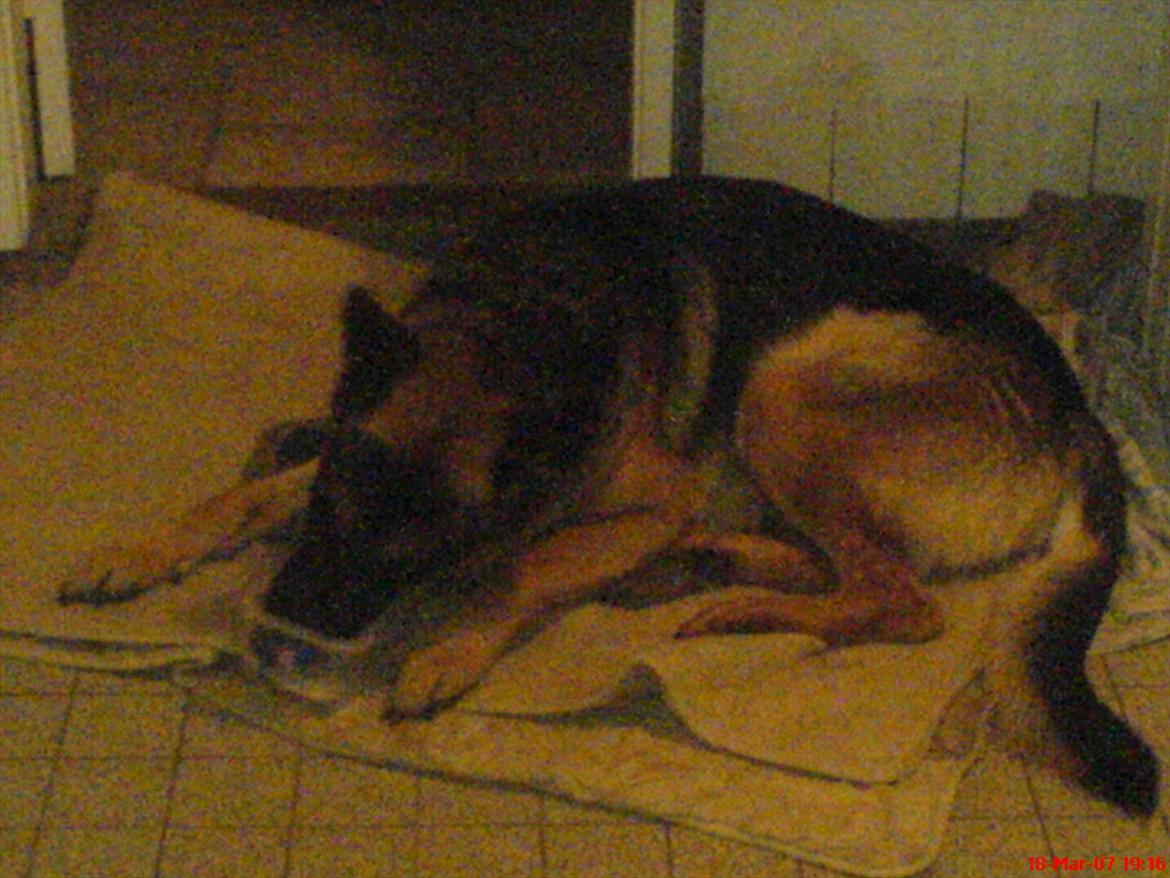 Schæferhund Cako <3 - Himmelhund - Cako <3 billede 3