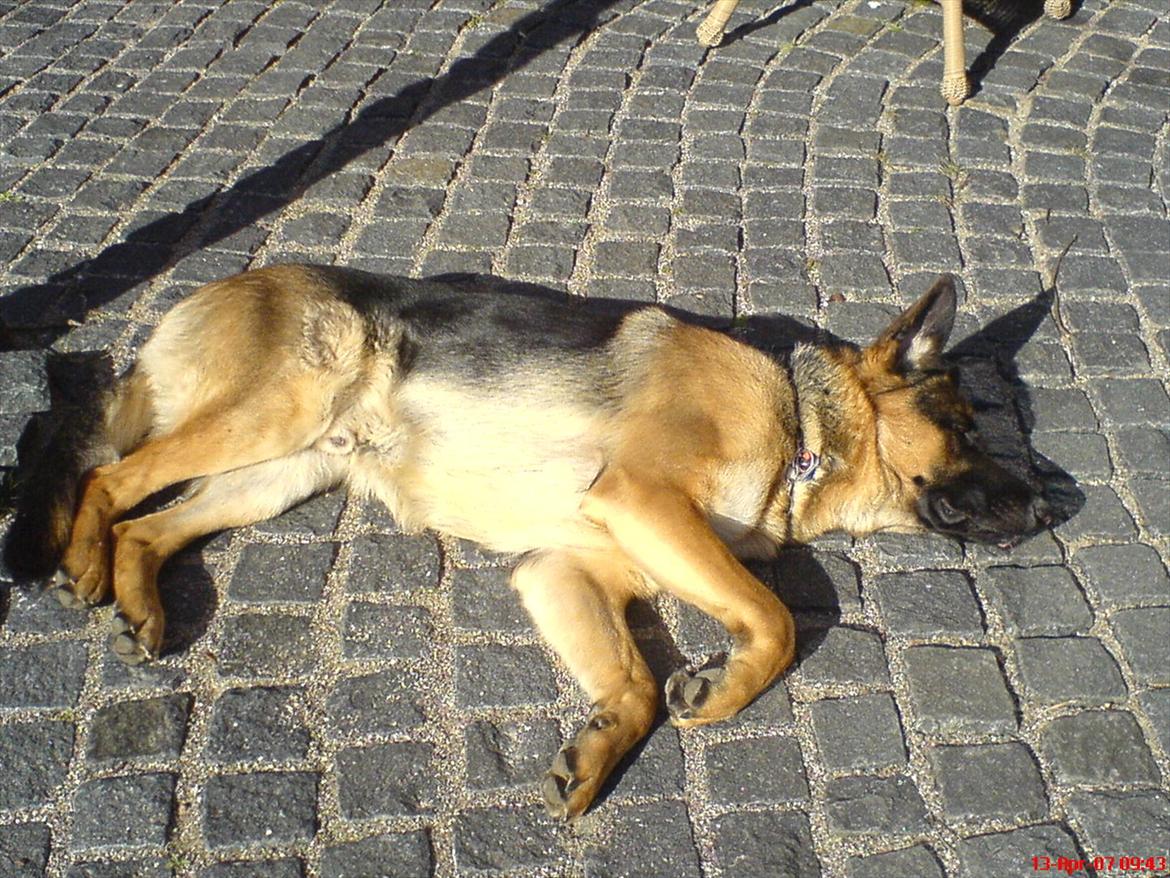 Schæferhund Cako <3 - Himmelhund - Cako nød solen :) billede 4