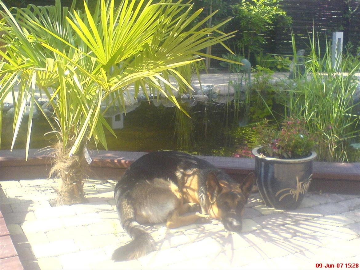 Schæferhund Cako <3 - Himmelhund - Hygge i Haven :) billede 5