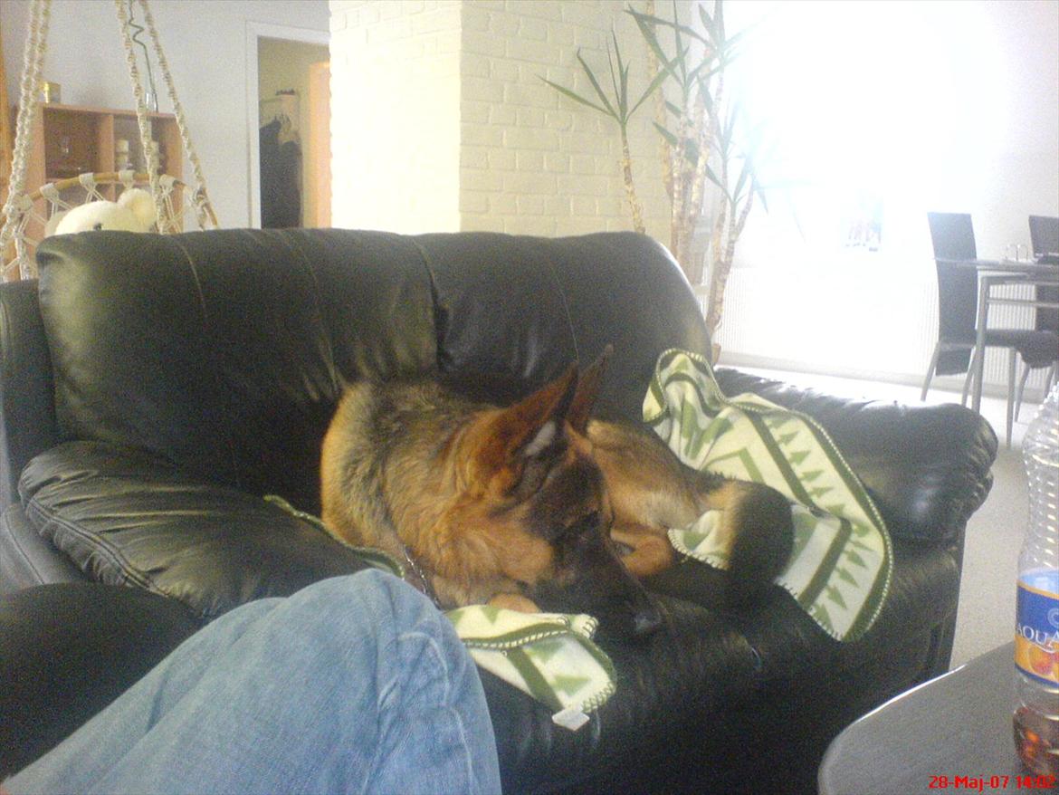 Schæferhund Cako <3 - Himmelhund - Her ligger vi og hygger i sofaen :) billede 6