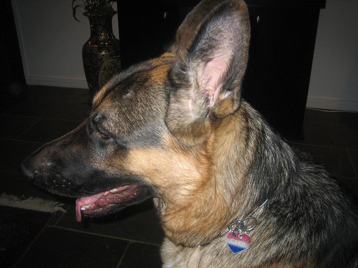 Schæferhund Cako <3 - Himmelhund billede 8