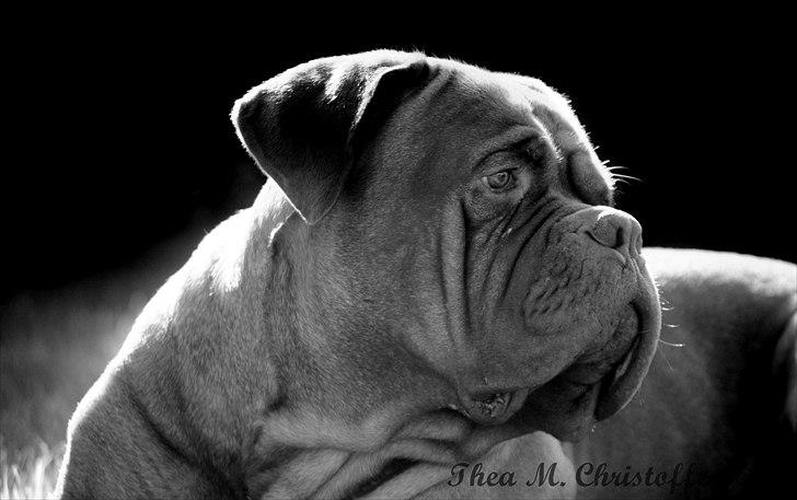 Dogue de bordeaux Rock billede 2