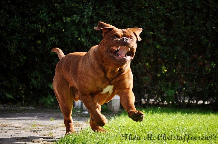 Dogue de bordeaux Rock billede 9