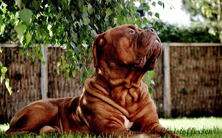Dogue de bordeaux Rock billede 12
