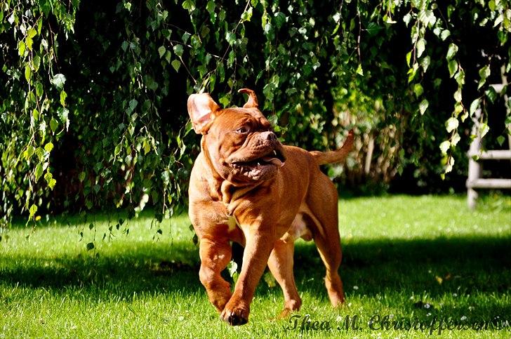 Dogue de bordeaux Rock billede 5