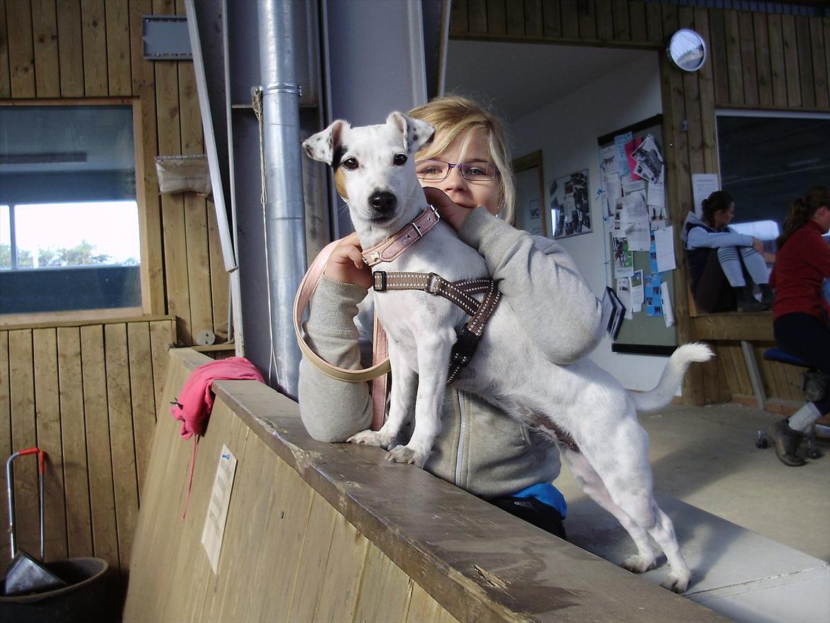 Jack russell terrier Viola - Jeg kigger på hestene i rideklubben. September 2011. billede 17
