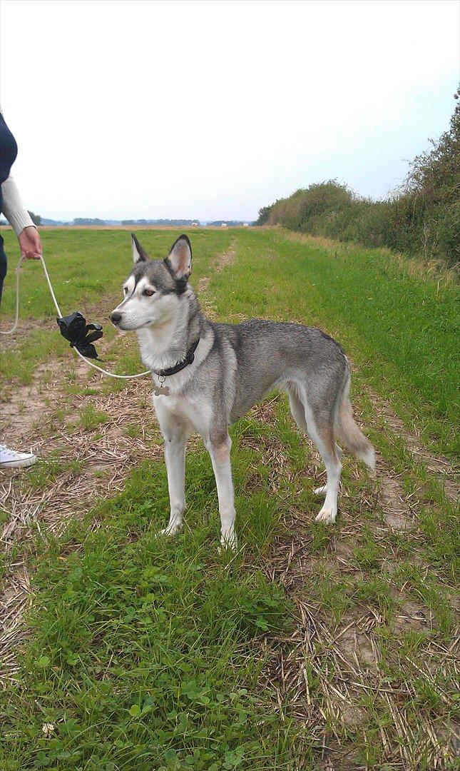 Siberian husky Apissorq Epiphany (Epi) billede 5