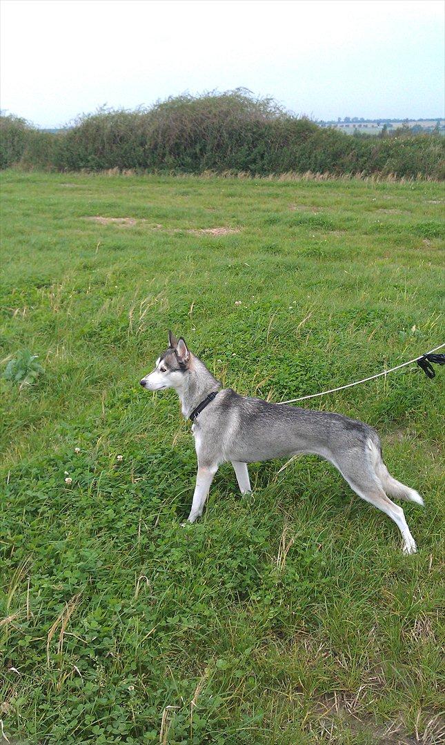 Siberian husky Apissorq Epiphany (Epi) billede 3