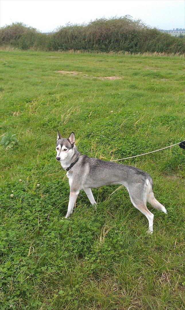 Siberian husky Apissorq Epiphany (Epi) billede 4