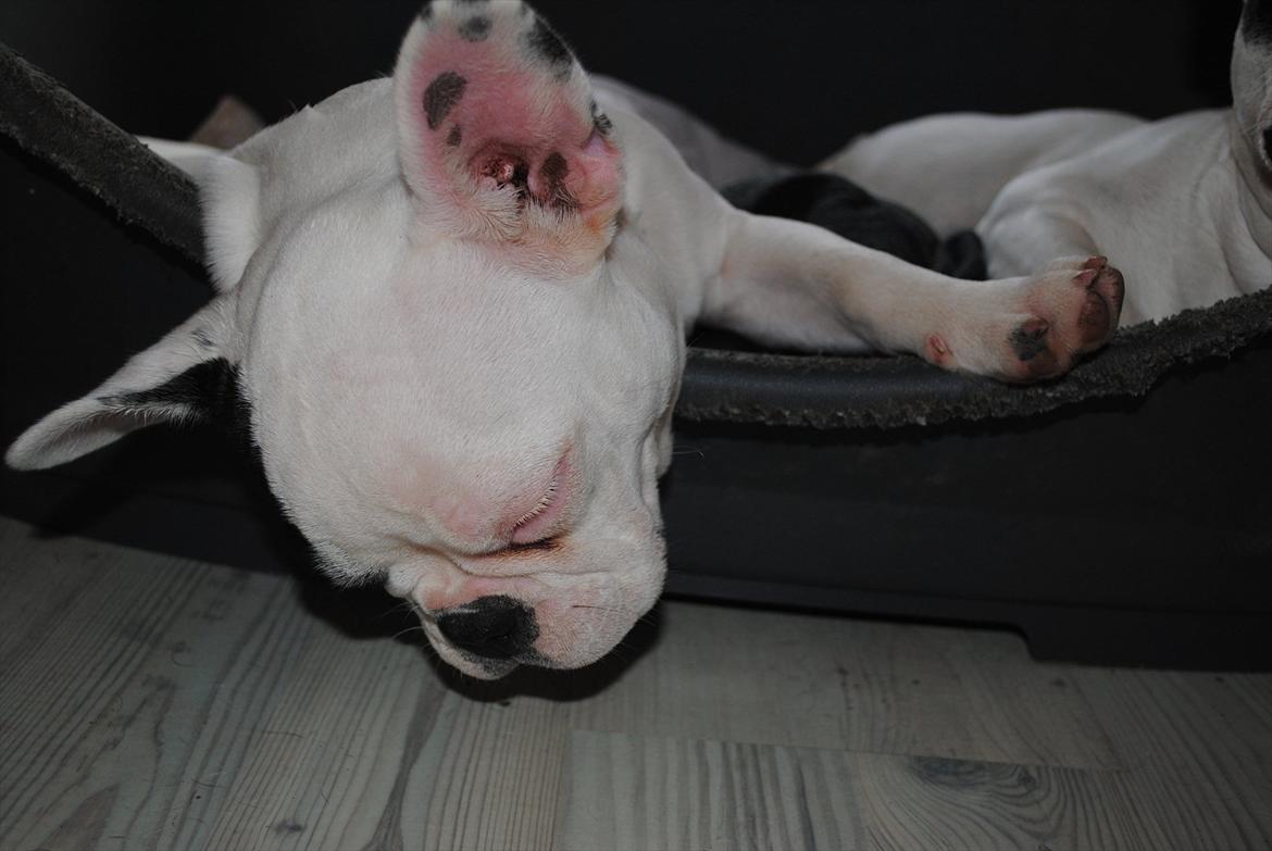 Fransk bulldog Marie billede 8