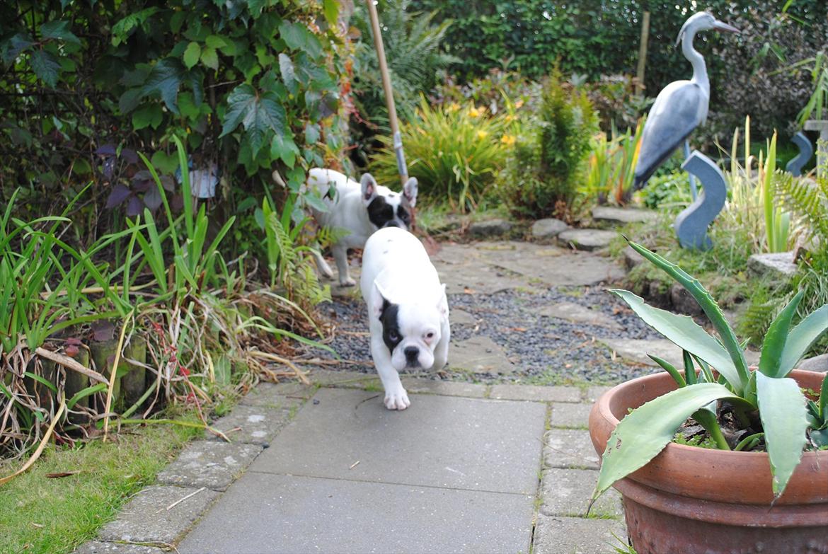 Fransk bulldog Marie billede 9