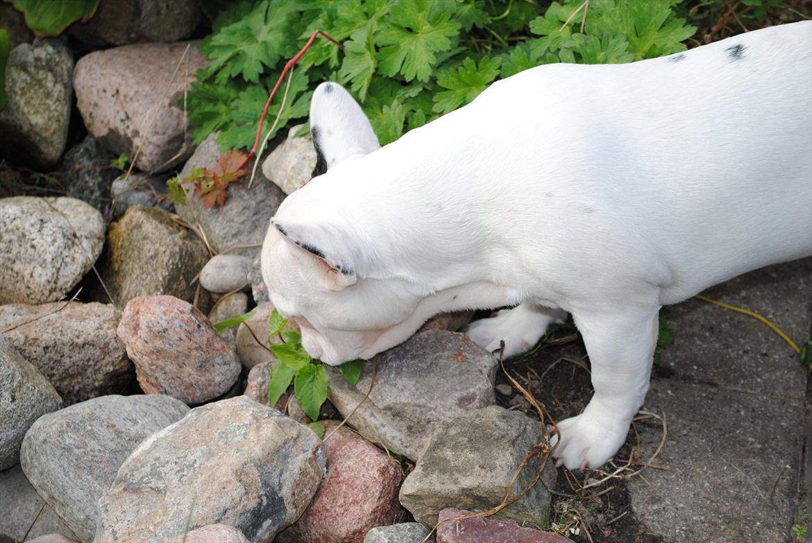 Fransk bulldog Marie billede 10