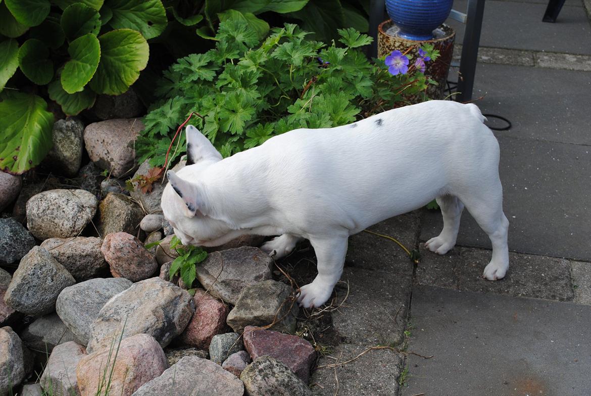 Fransk bulldog Marie billede 11