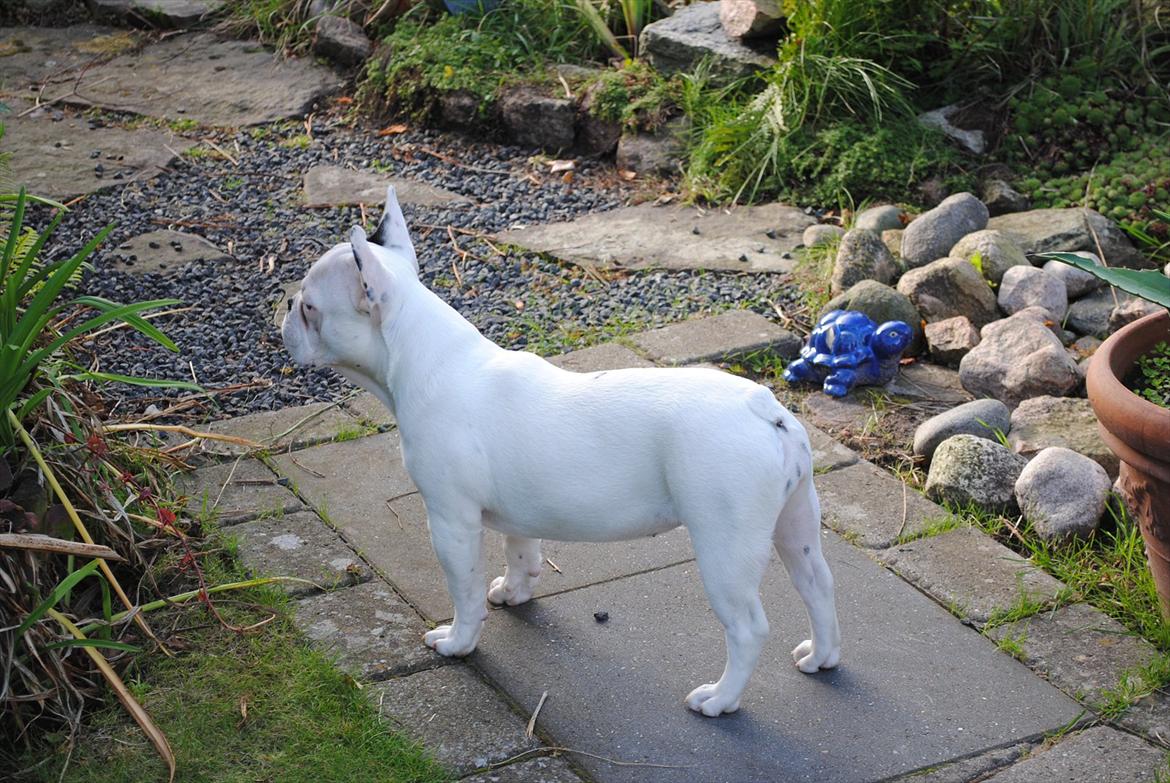 Fransk bulldog Marie billede 12