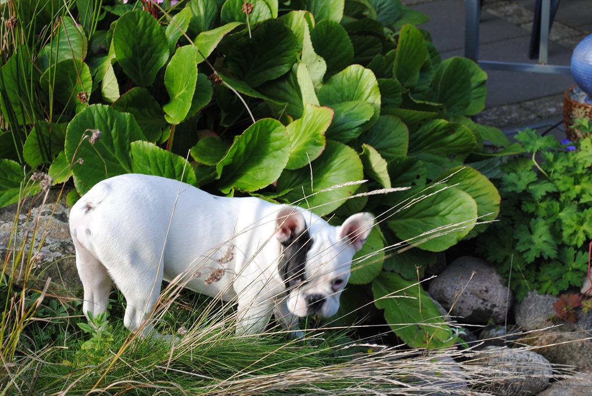 Fransk bulldog Marie billede 13