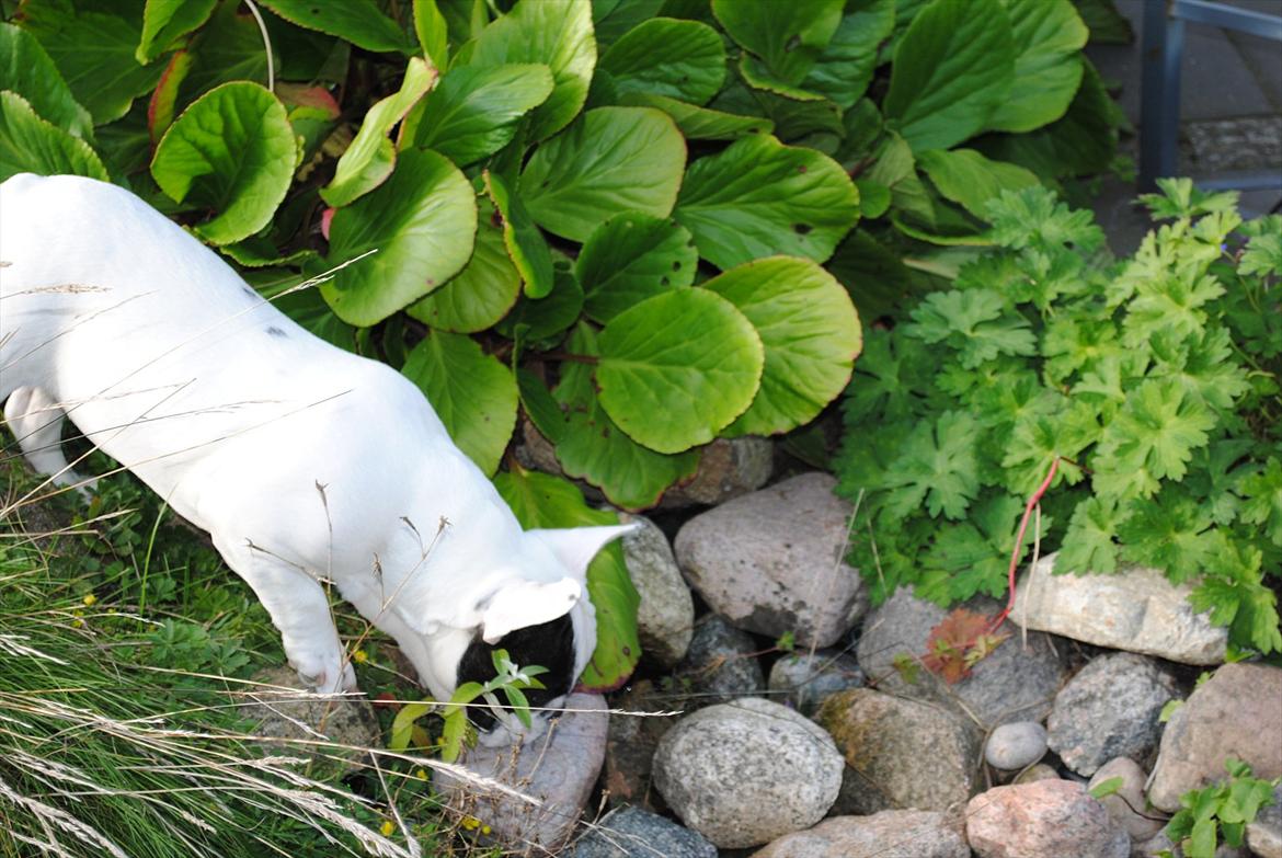 Fransk bulldog Marie billede 14