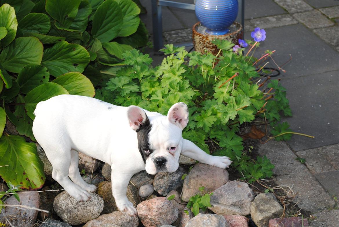 Fransk bulldog Marie billede 15