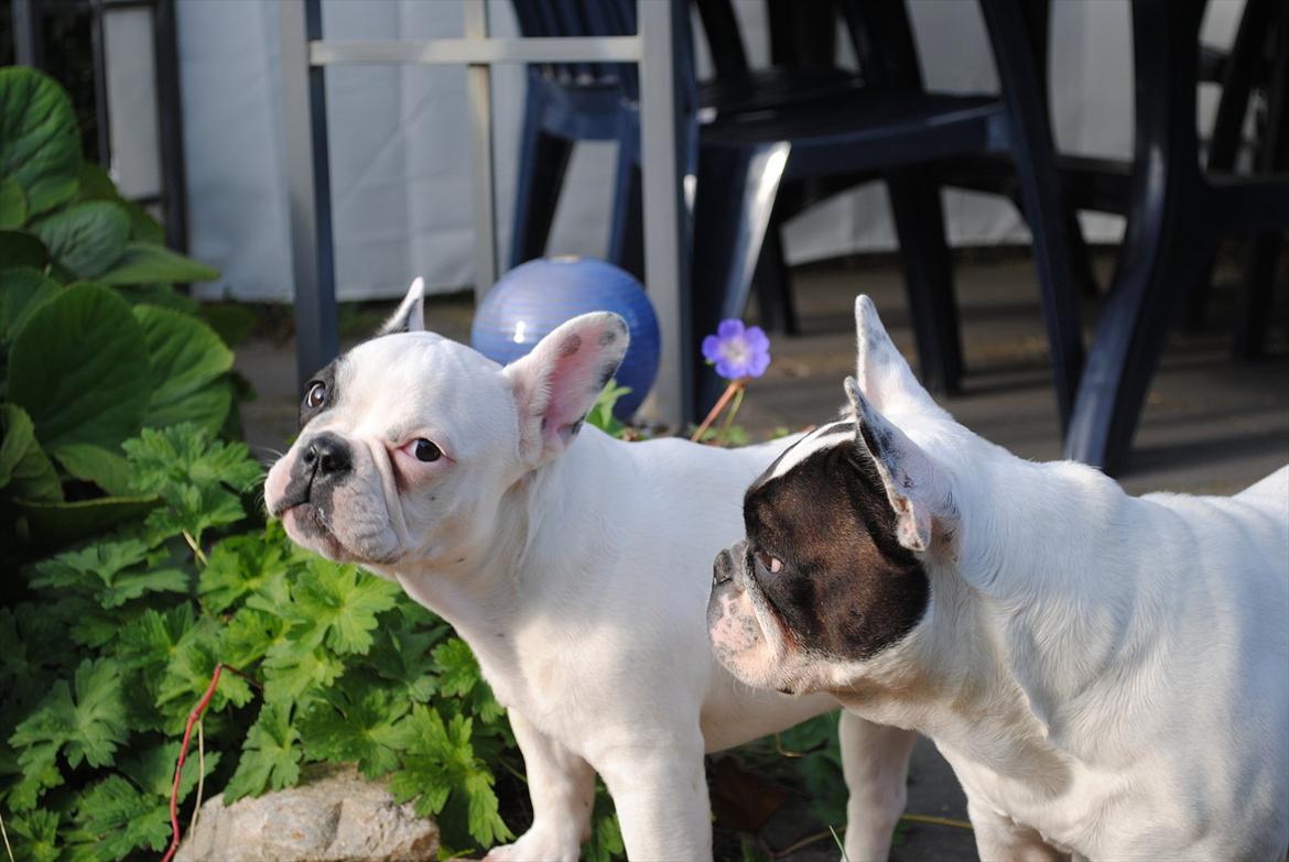 Fransk bulldog Marie billede 16