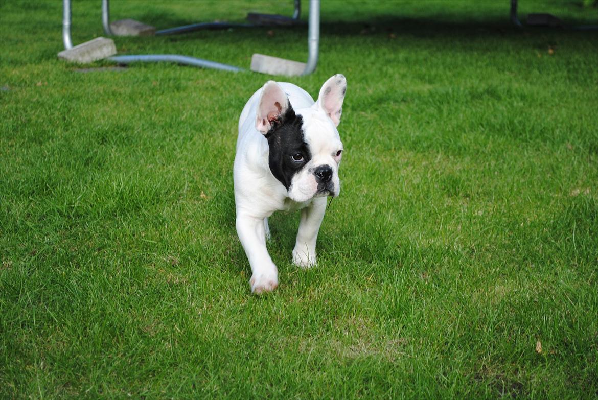 Fransk bulldog Marie billede 17