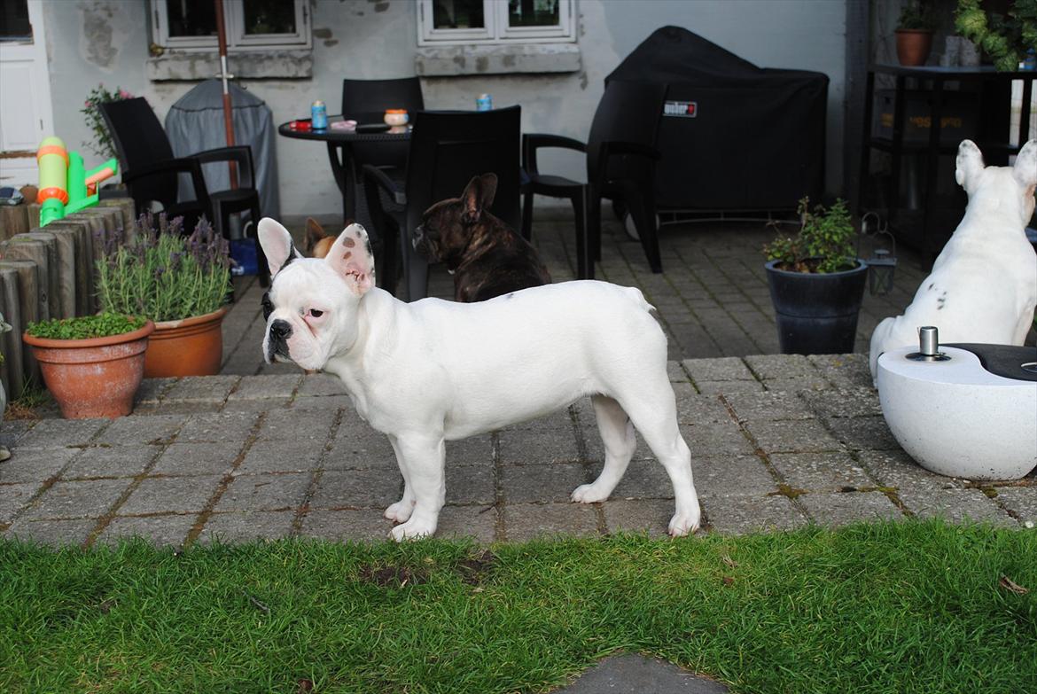Fransk bulldog Marie billede 18