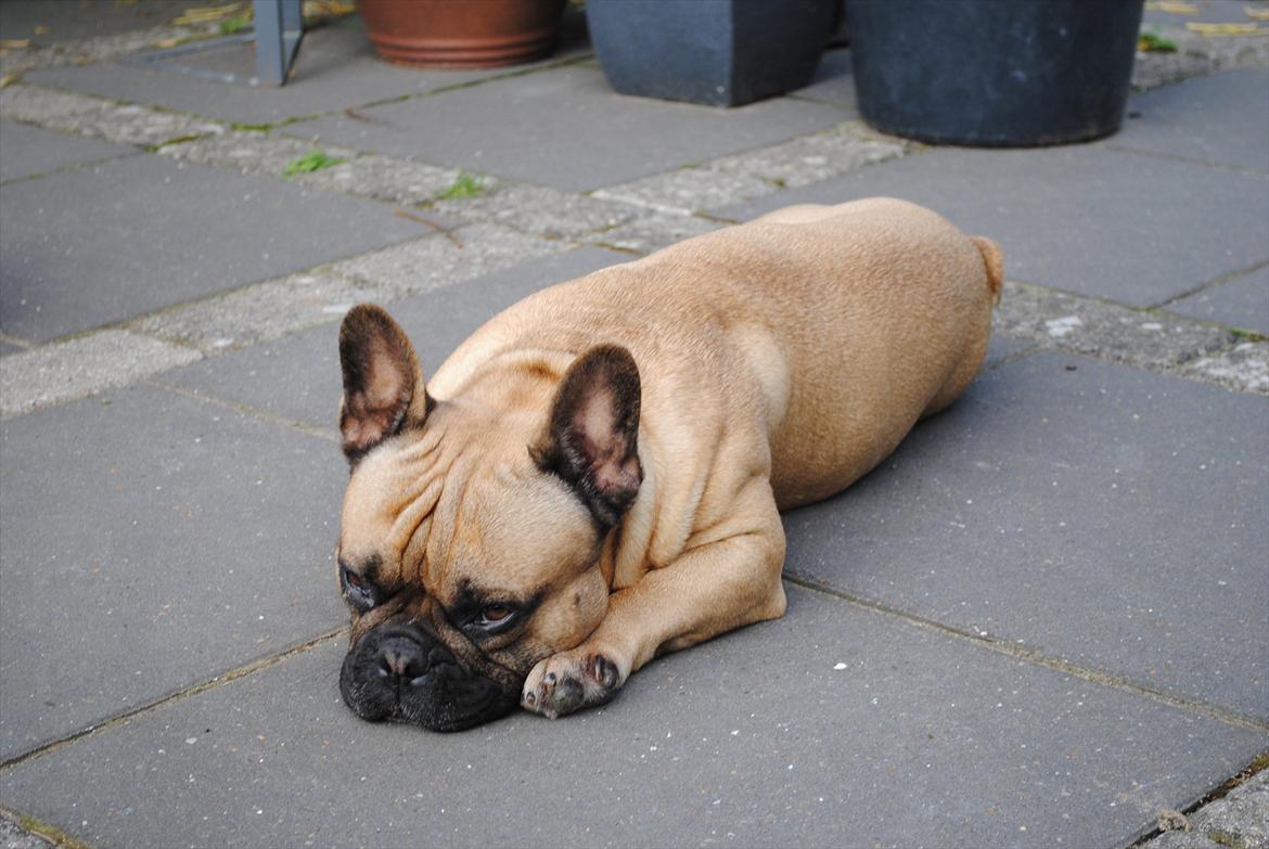 Fransk bulldog Carlos billede 4