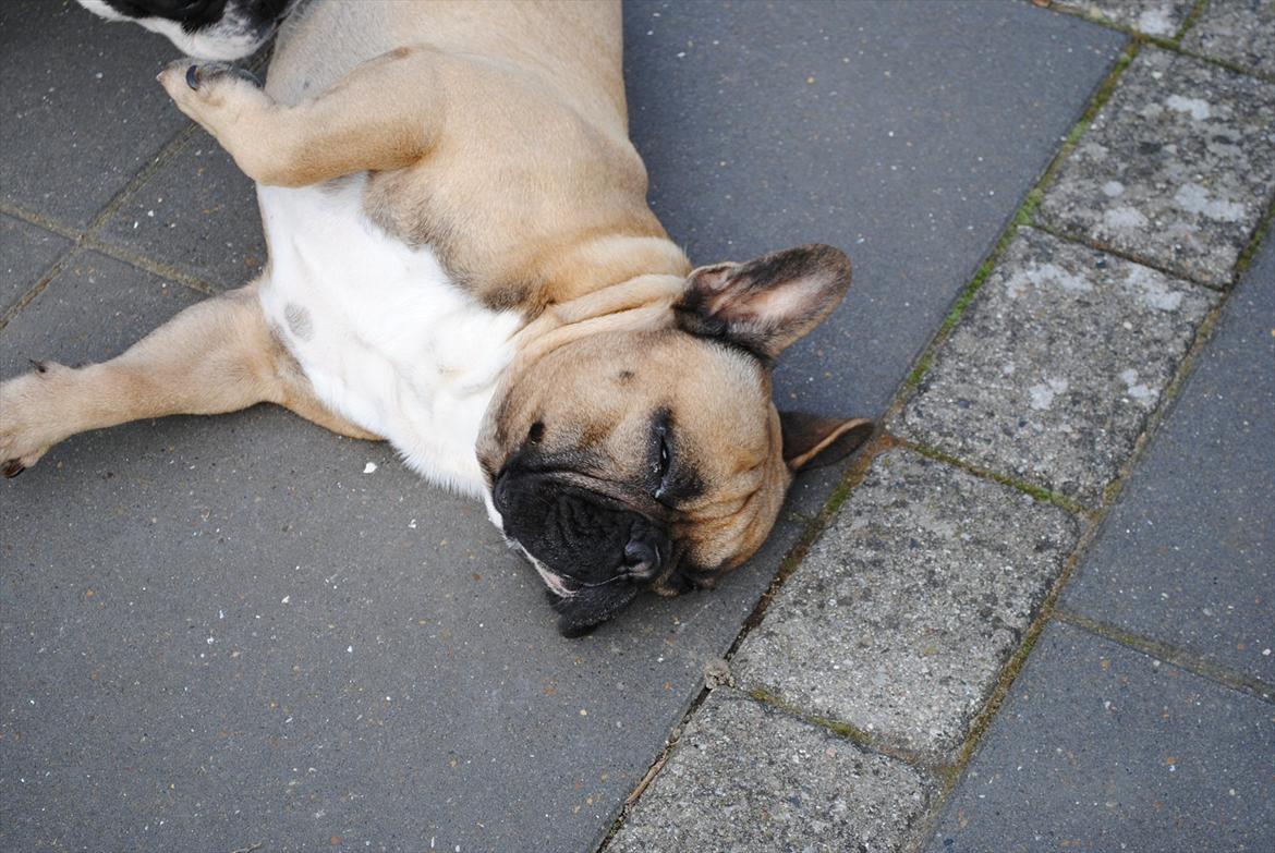 Fransk bulldog Carlos billede 16