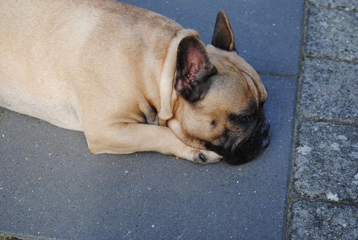 Fransk bulldog Carlos billede 17