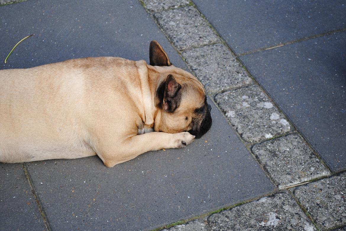 Fransk bulldog Carlos billede 18