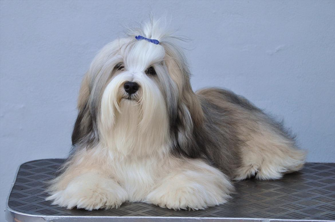 Bichon havanais Nicondoes Double-O-seven (Messie) billede 1