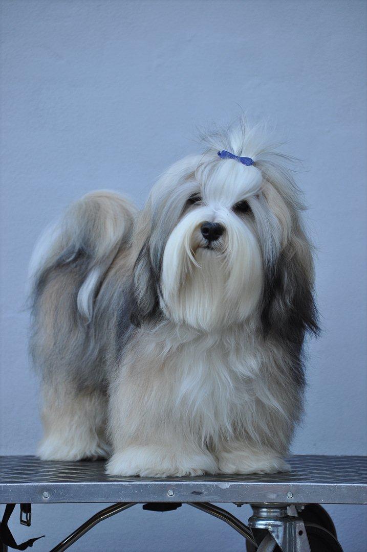 Bichon havanais Nicondoes Double-O-seven (Messie) billede 14