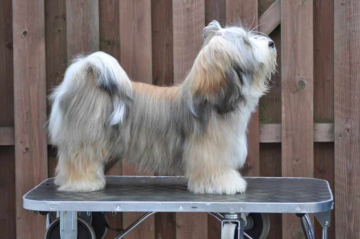 Bichon havanais Nicondoes Double-O-seven (Messie) billede 15