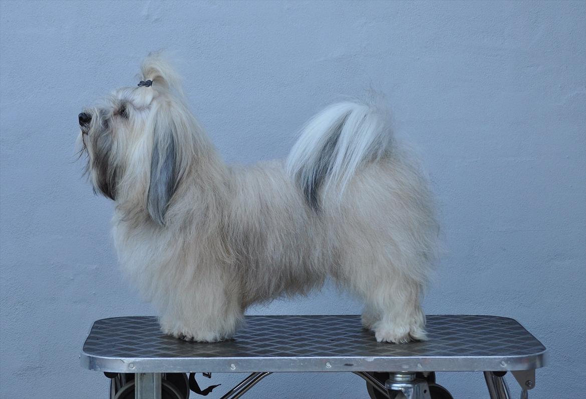 Bichon havanais Happy Friends Yakety Yak  billede 18