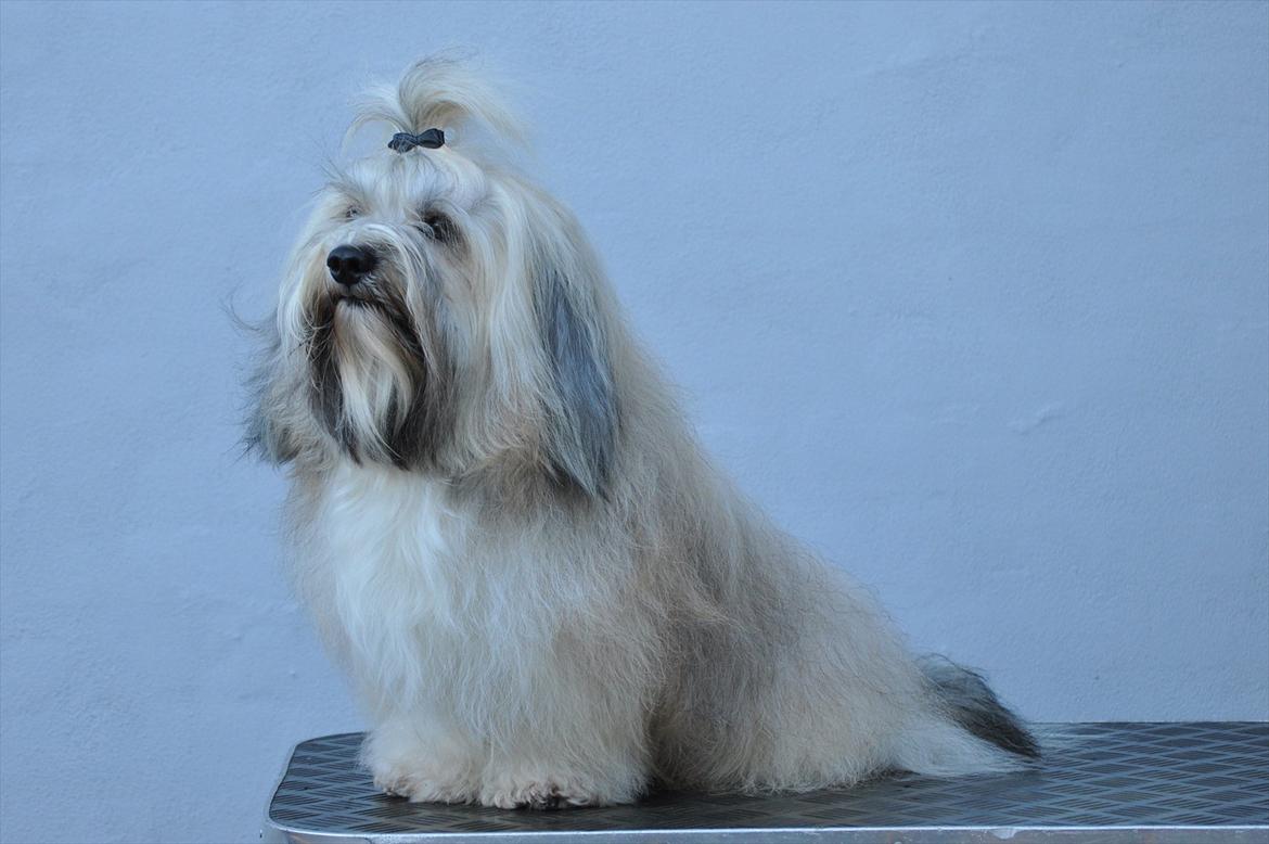 Bichon havanais Happy Friends Yakety Yak  billede 19