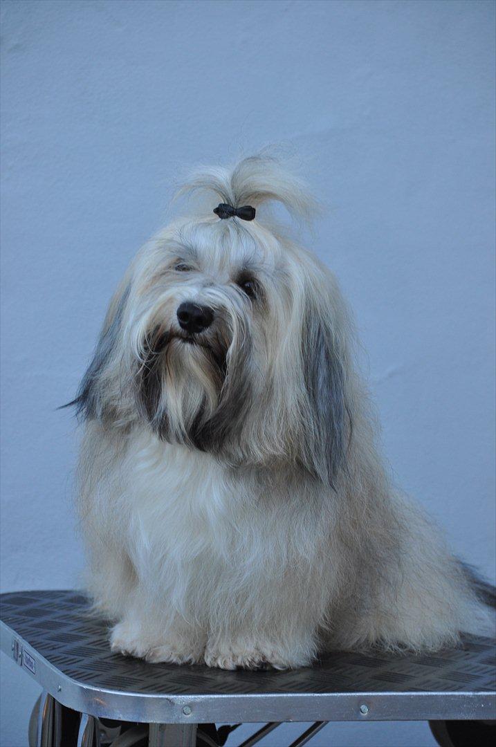 Bichon havanais Happy Friends Yakety Yak  billede 20