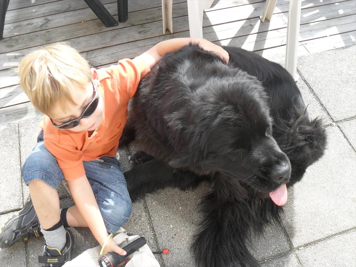 Newfoundlænder Papaya billede 15