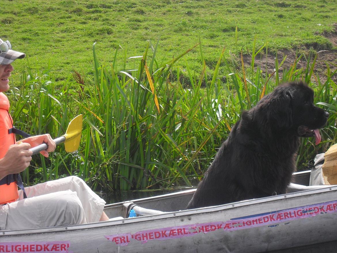 Newfoundlænder Papaya billede 16