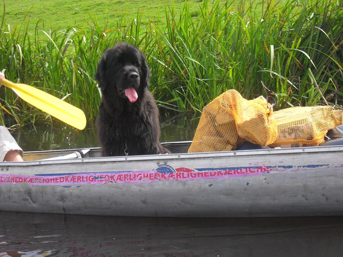 Newfoundlænder Papaya billede 7