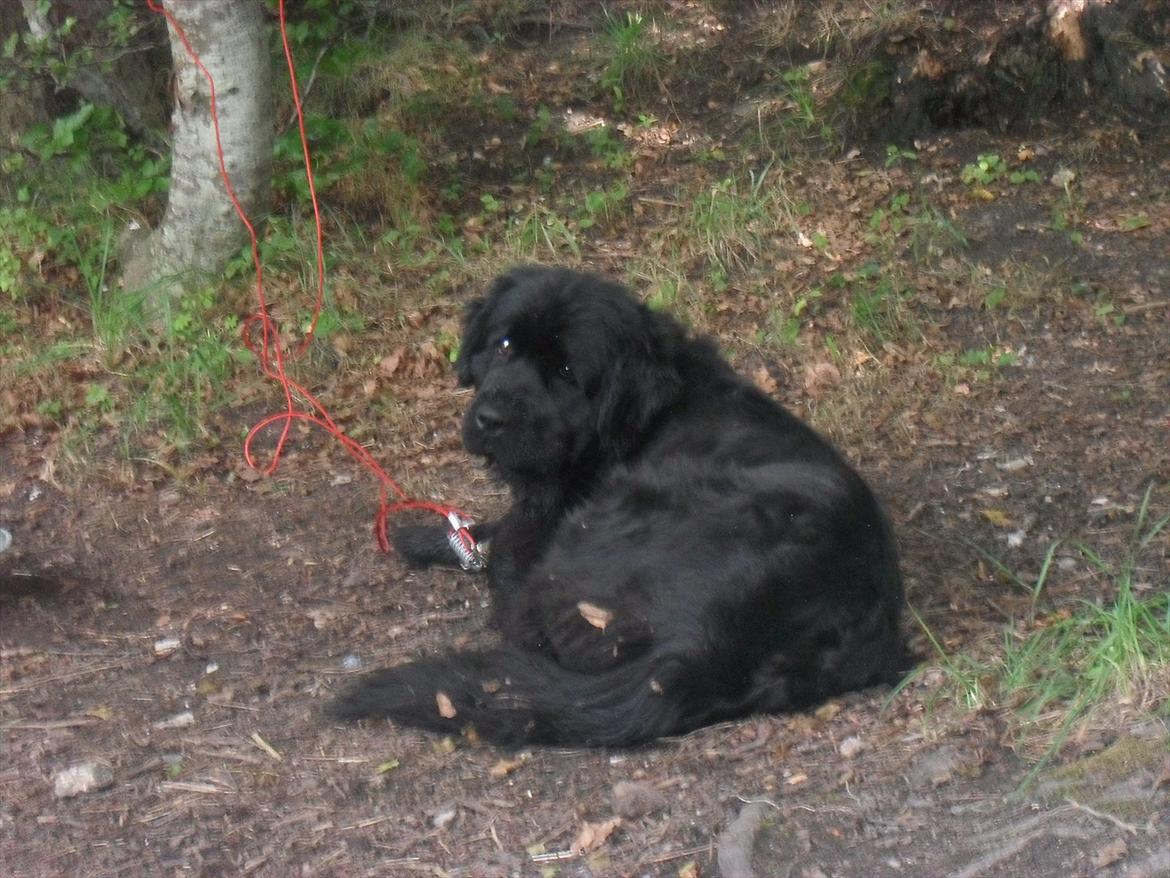 Newfoundlænder Papaya billede 1