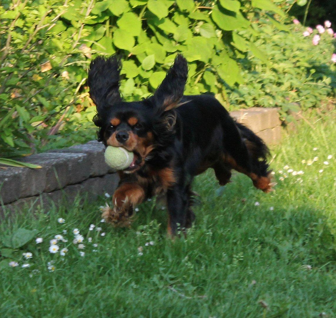 Cavalier king charles spaniel Piccocane's Charlie - Charlie leger i haven ;D billede 5